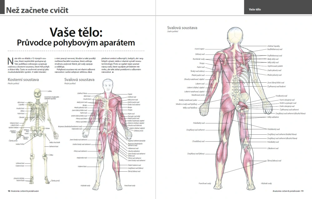 Anatomie cvičení & protahování