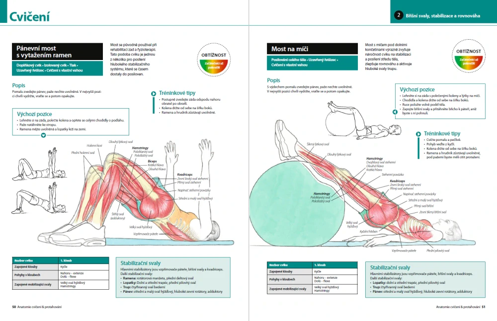 Anatomie cvičení & protahování