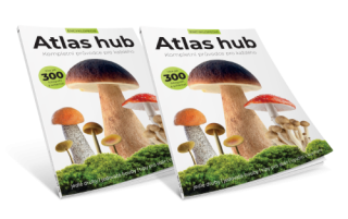 2× Atlas hub